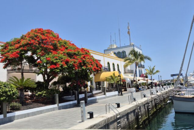 Paseo marítimo en Puerto de Mogán con edificios coloridos, un árbol de flores rojas y yates amarrados, ideal para un viaje de búsqueda de delfines.