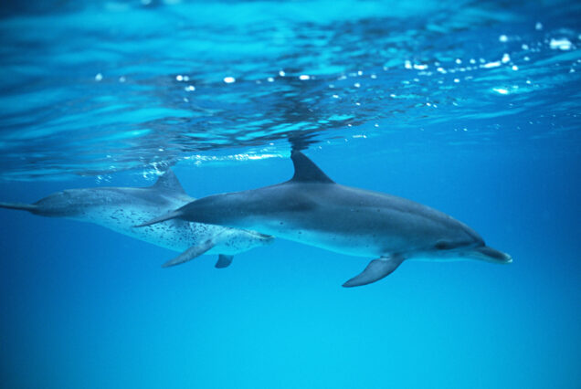 Dolphin Search Trip