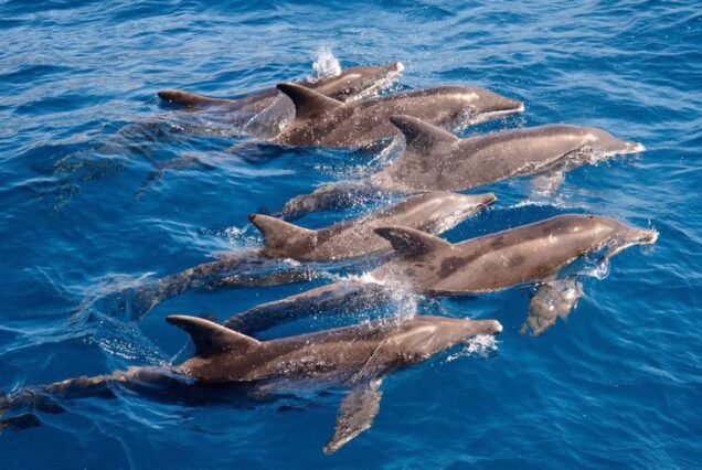 Grupo de delfines nadando en aguas cristalinas cerca de Puerto de Mogán, ideal para avistamiento en excursiones marinas.