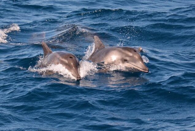 Delfines nadando en aguas del océano cerca de Puerto de Mogán, durante una excursión de búsqueda de delfines.